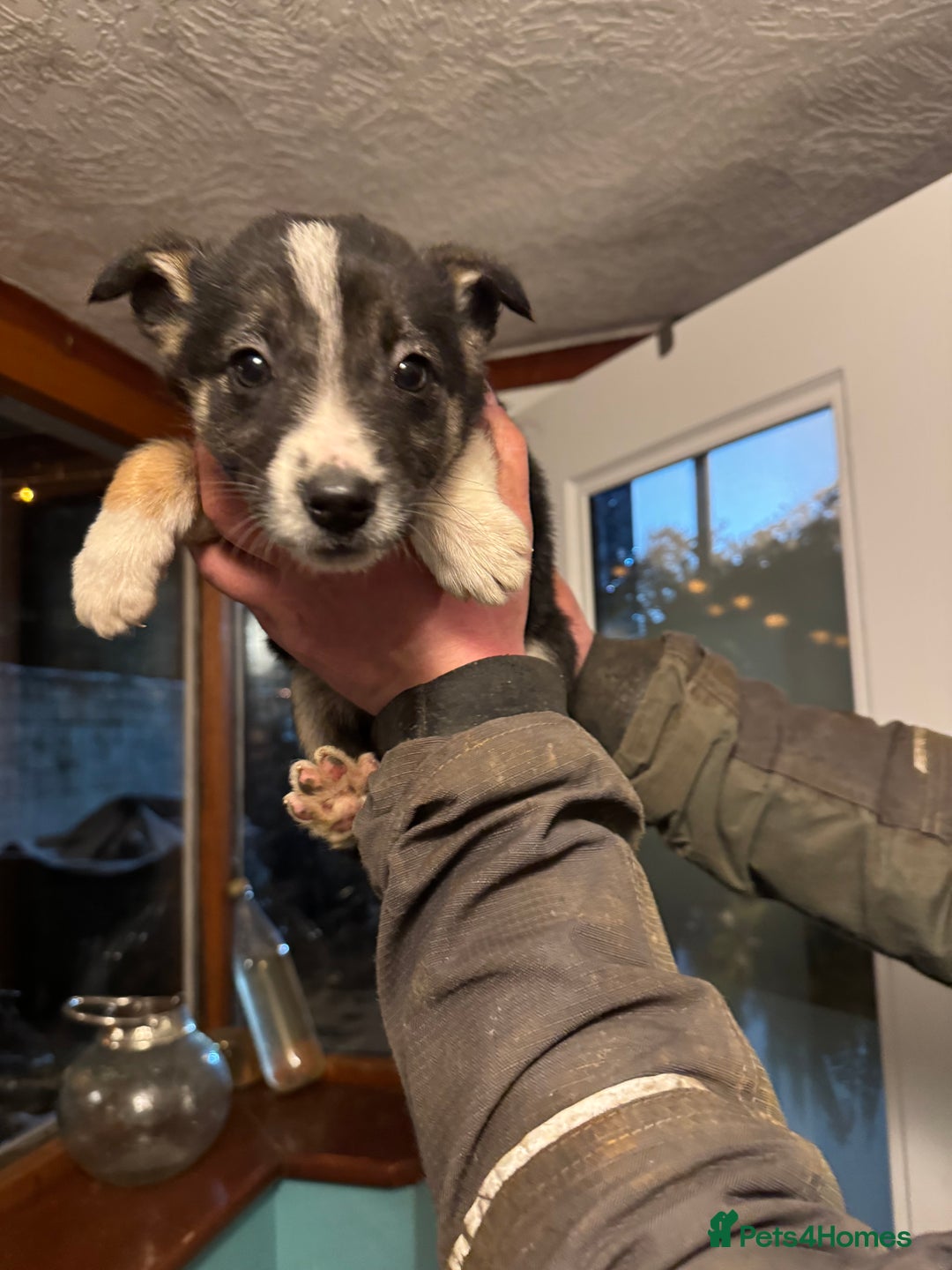 Border Collie dogs for sale: Collie pups - Advert 6