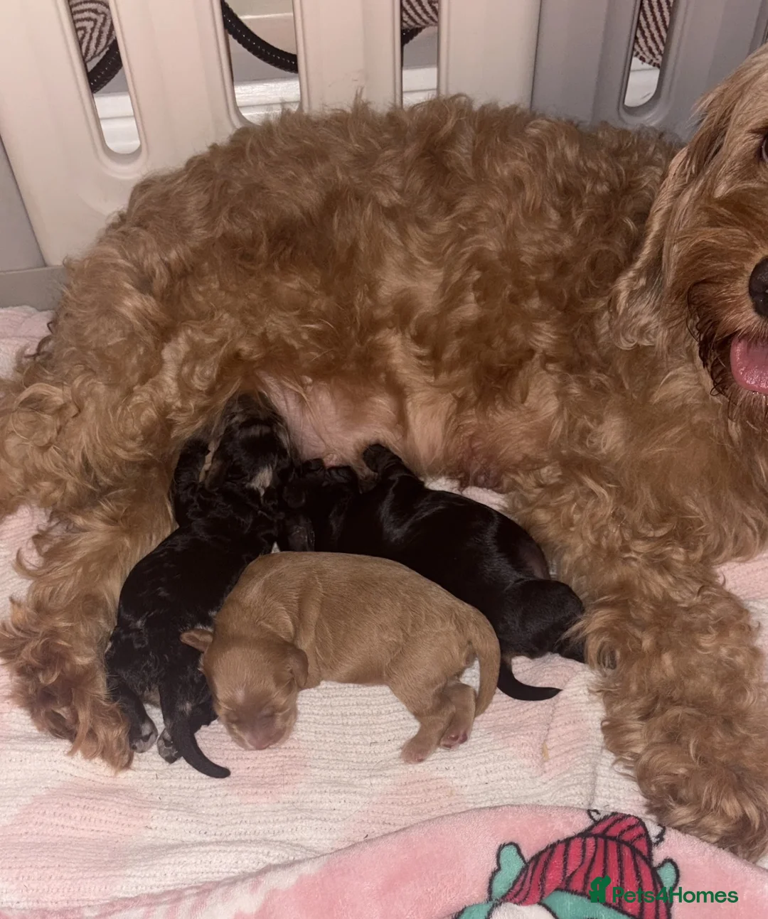 Cockapoo dogs for sale: 3 beautiful cockapoo puppies  - Advert 2