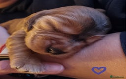 Cocker Spaniel dogs for sale: Charming English Show Cocker Spaniel Puppies  - Advert 21