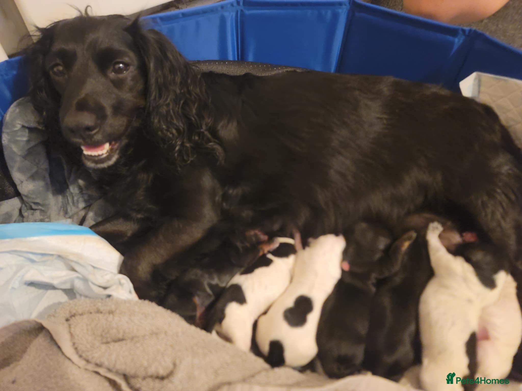 Cockapoo dogs The Magnificent fully-vaccinated Seven  in Romford - Advert 1