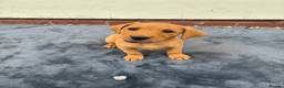 Labrador Retriever dogs for sale: Fiorella Fantastica's Fox Red Puppies - Advert 5