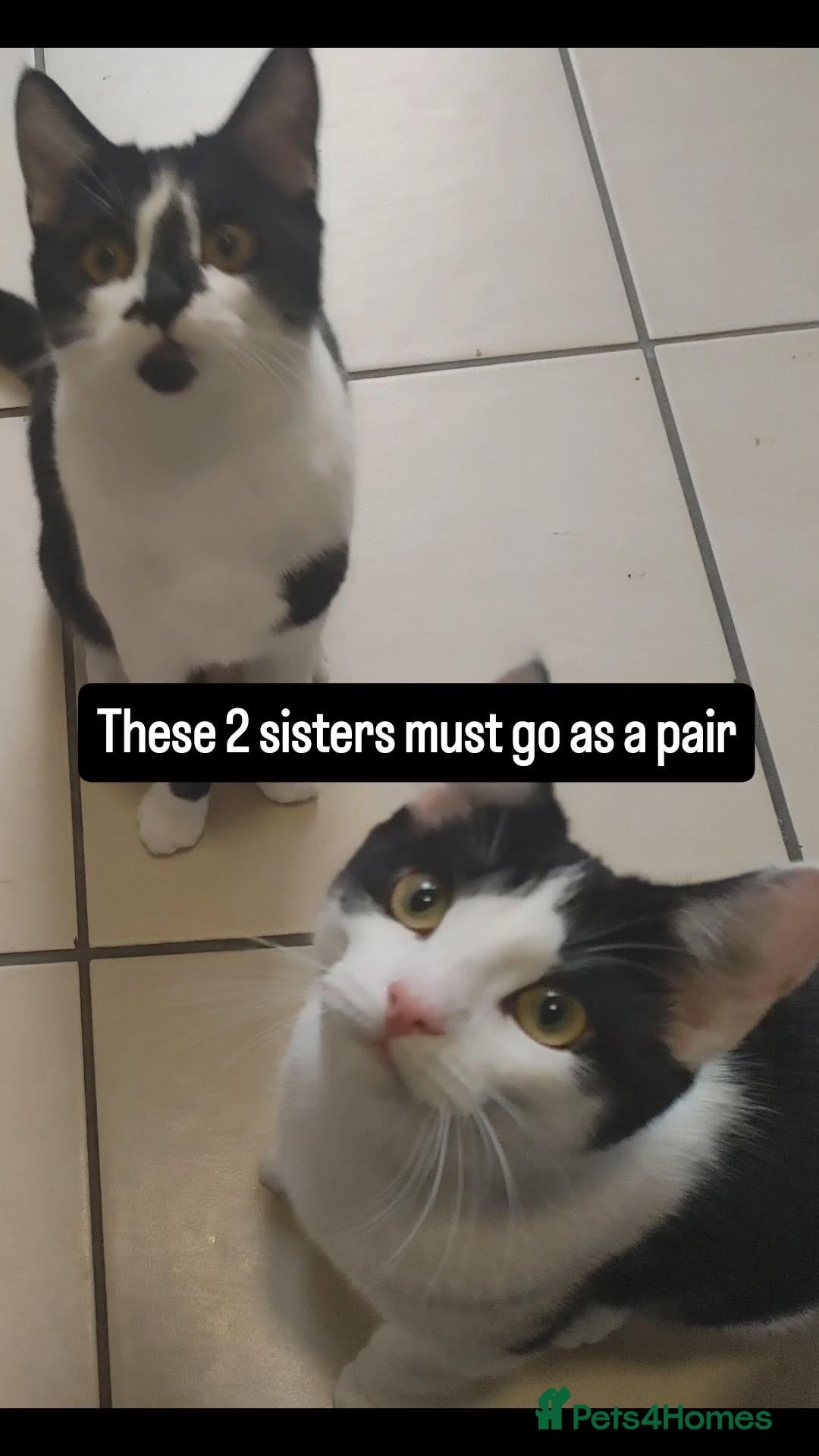 Mixed Breed cats for sale: Bombay X British Short Hair - Advert 2