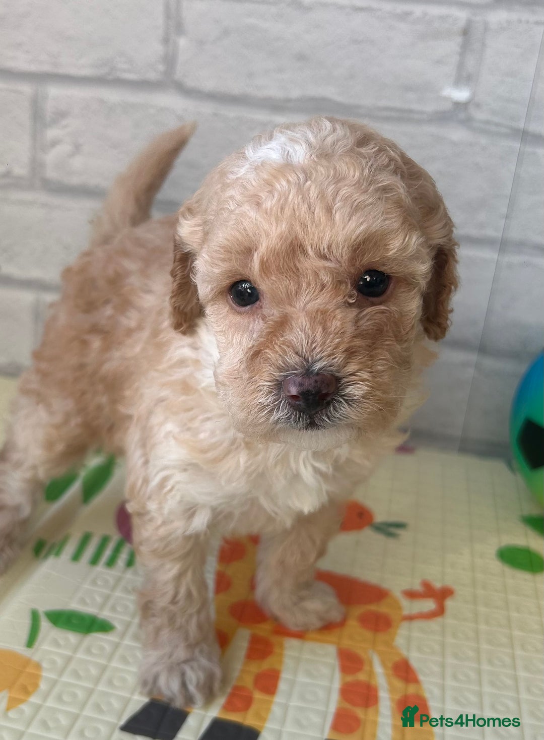 Toy Poodle dogs for sale: Adorable Toy Poodle Puppies READY TO GO! - Advert 33