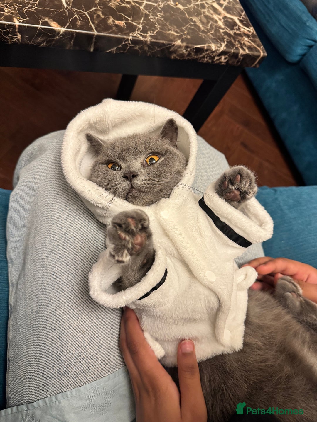 British Shorthair cats for sale: British short hair  - Image 3