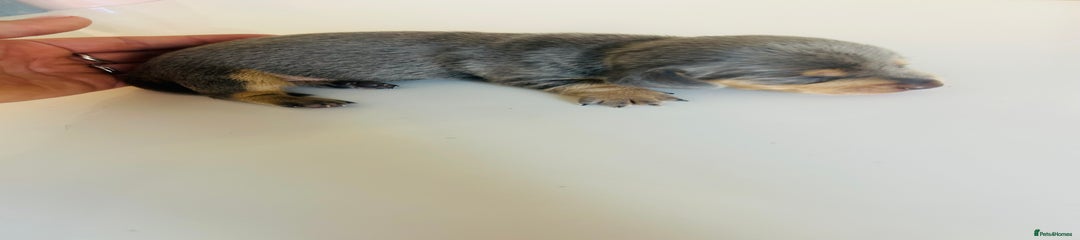 Miniature Dachshund Puppy 1
