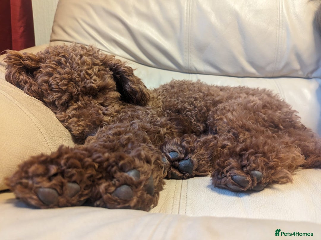 Labradoodle dogs for sale: Outstanding beautiful labradoodles F3b puppies - Image 24