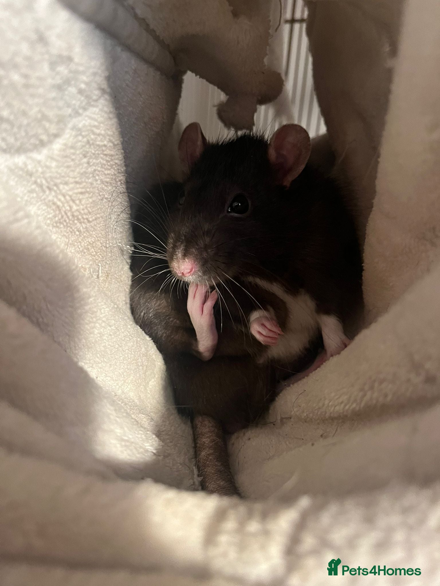 Rat rodents 4 sweet boys looking for a good home - Advert 1