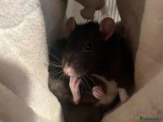 Rat rodents 4 sweet boys looking for a good home - Advert 1