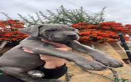Cane Corso dogs for sale: Cane corso puppies 9 weeks old - Image 15