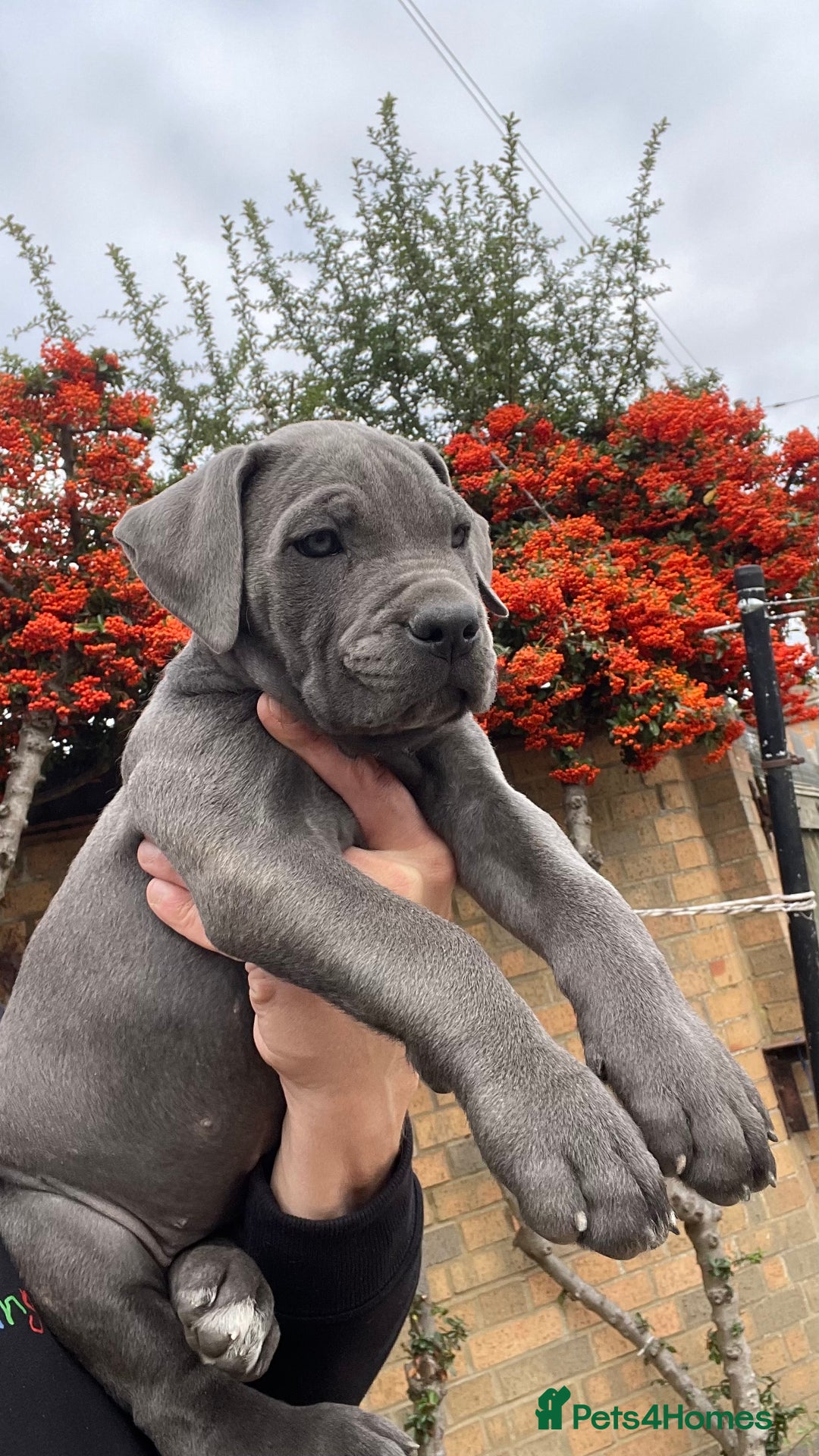 Cane Corso dogs for sale: Cane corso puppies 9 weeks old - Image 15