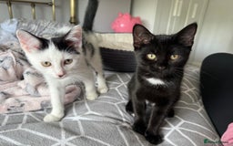 Domestic Shorthair cats for sale: Rescued kittens  - Image 1