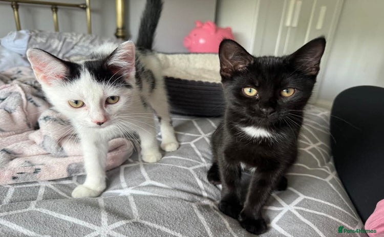 Domestic Shorthair cats - Advert 13