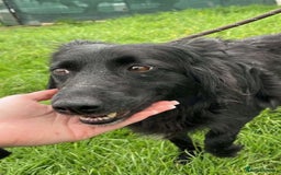 Mixed Breed dogs for adoption: Meet Dixie, currently residing in Wiltshire  - Advert 10