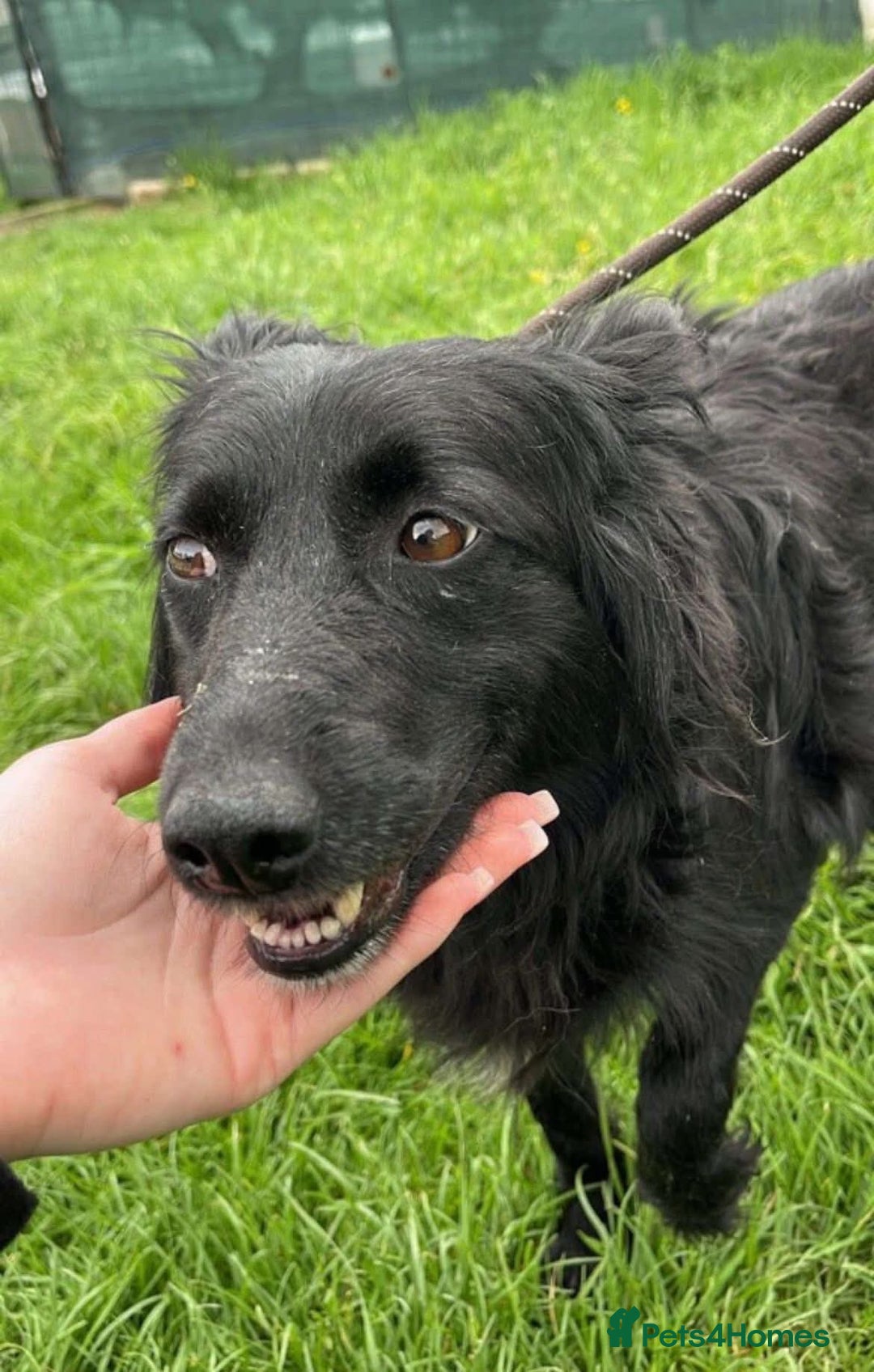 Mixed Breed dogs for adoption: Meet Dixie, currently residing in Wiltshire  - Advert 10