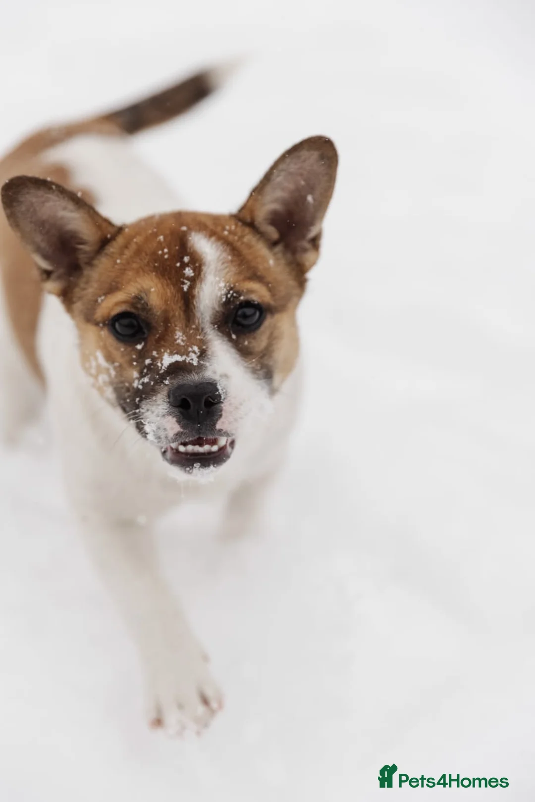 Mixed Breed dogs for adoption: 💖🐶 DEMI-MOON 🐶💖 - Advert 20