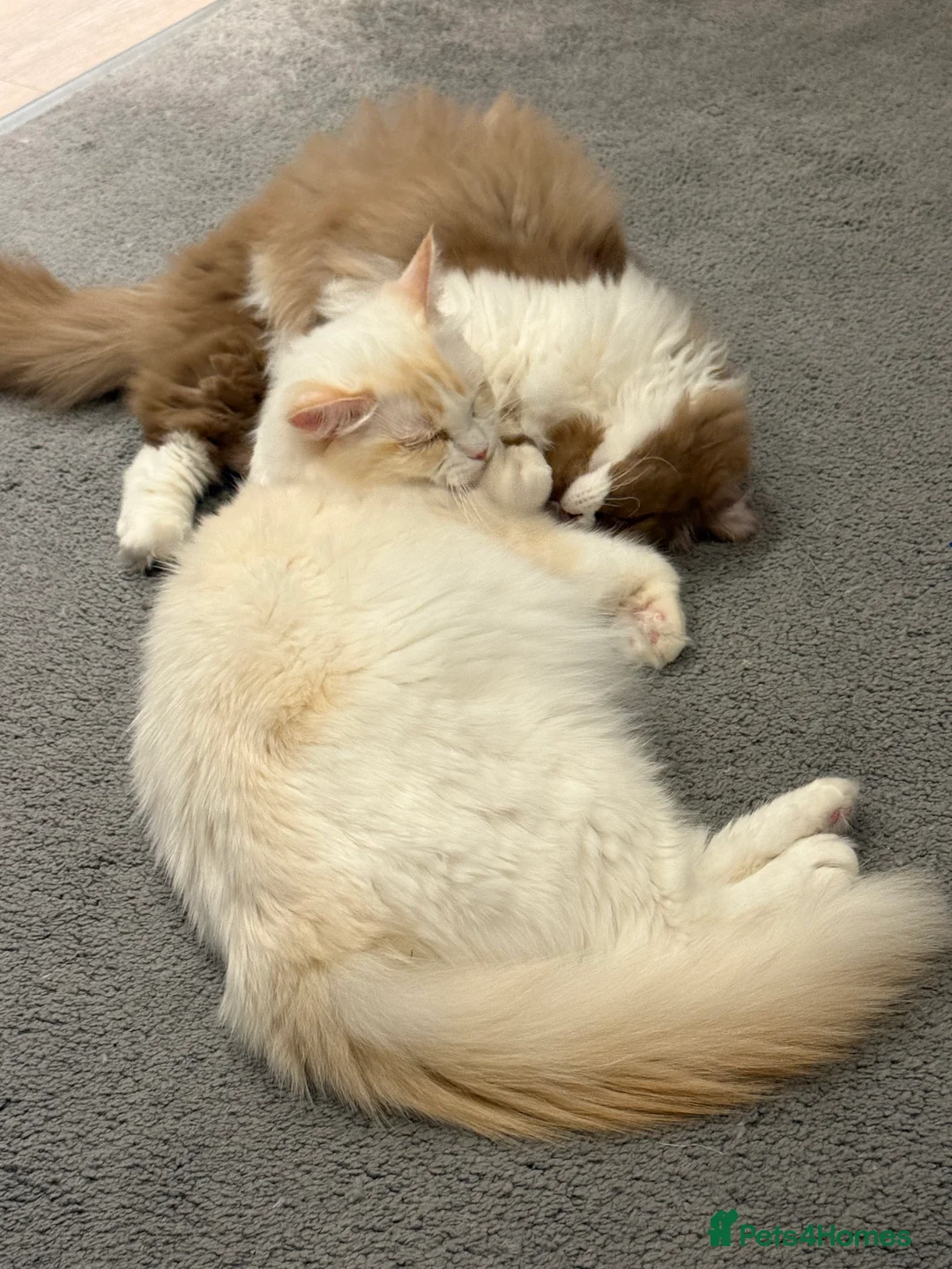 British Longhair cats for stud: British longhair GCCF registered male for stud - Advert 8