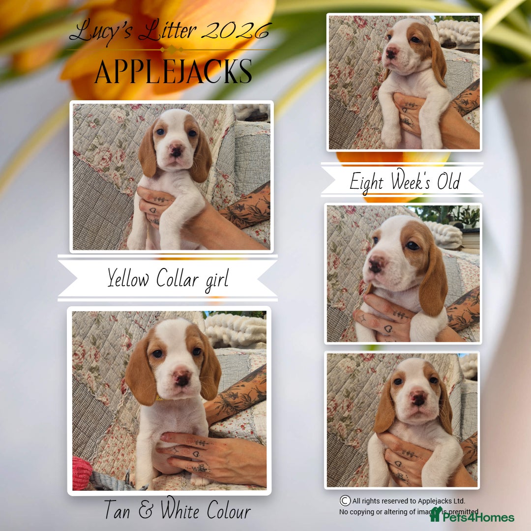 Beagle dogs for sale: Pedigree Champion bred Beagle puppies.  - Advert 1