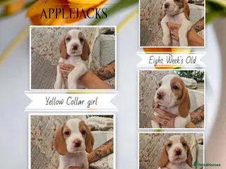 Beagle dogs for sale: Pedigree Champion bred Beagle puppies. - Advert 1