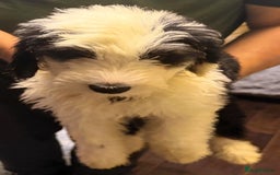 Mixed Breed dogs for sale: Ready Now - Sheepadoodle Pups 3 Male 5 Female - Advert 5