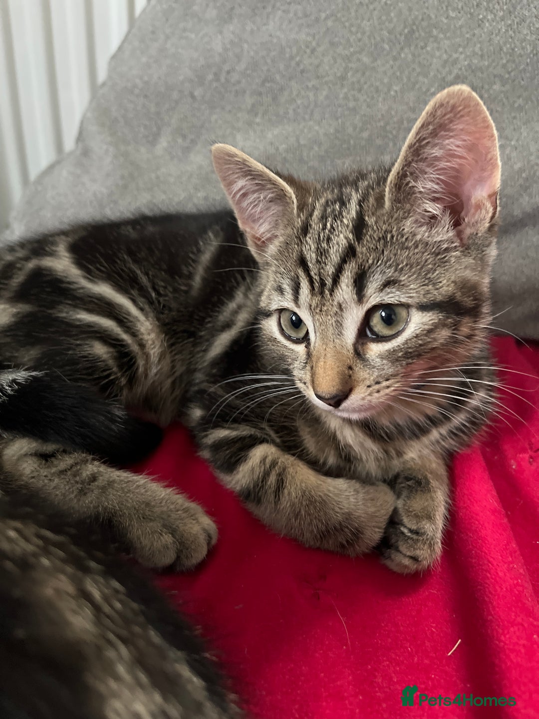 Mixed Breed cats for sale: Two beautiful brothers needing a forever home  - Image 5