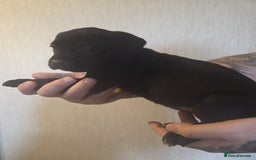 Cane Corso dogs for sale: Purebred champion bloodline cane corso puppies - Image 9