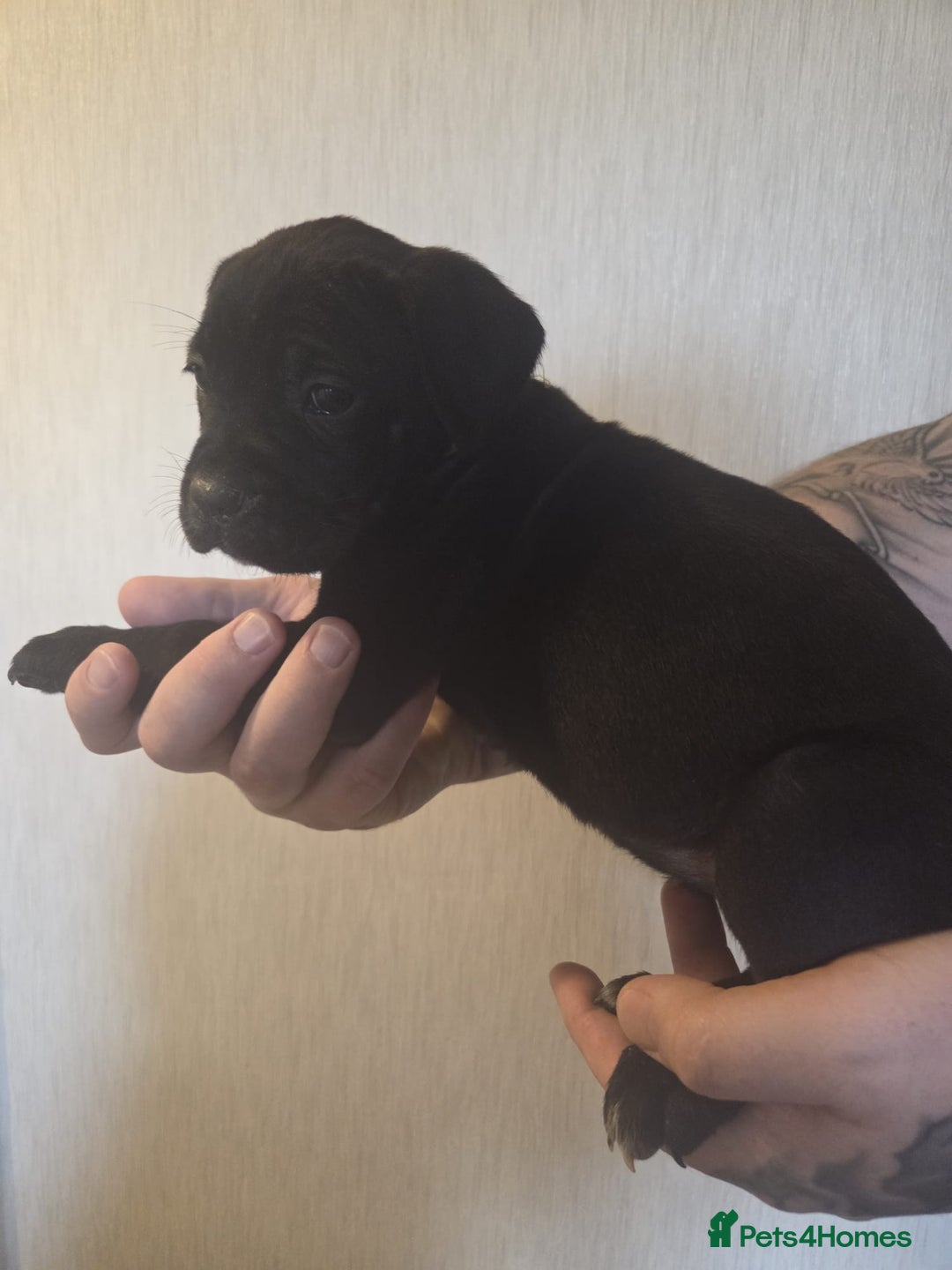 Cane Corso dogs for sale: Purebred champion bloodline cane corso puppies - Image 9