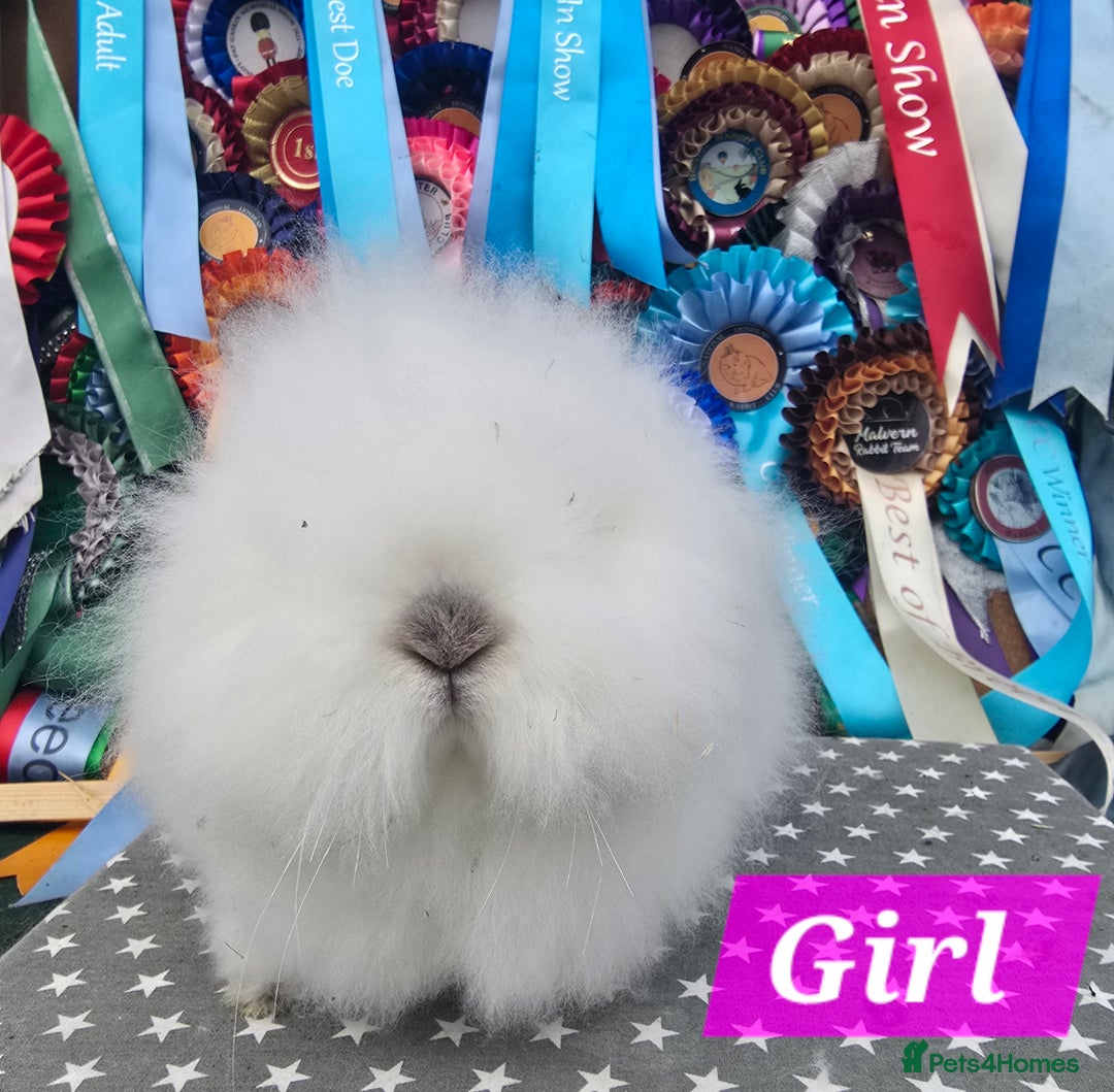 Lionhead rabbits for sale: Gorgeous Purebred Lionheads available  - Advert 6