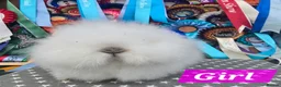 Lionhead rabbits for sale: Gorgeous Purebred Lionheads available  - Advert 7