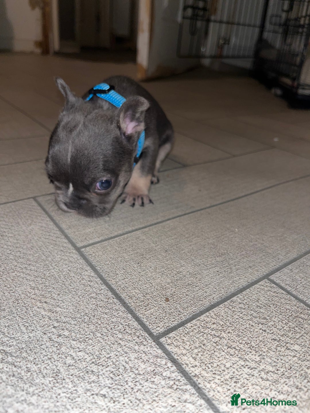 French Bulldog dogs for sale: Cutest frenchies pups  - Advert 27