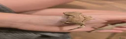 Gecko reptiles for sale: Baby crested geckos - Advert 4