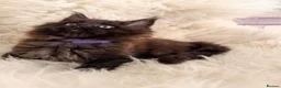 Maine Coon cats for sale: TICA registered pure breed Maine coon kittens - Advert 3