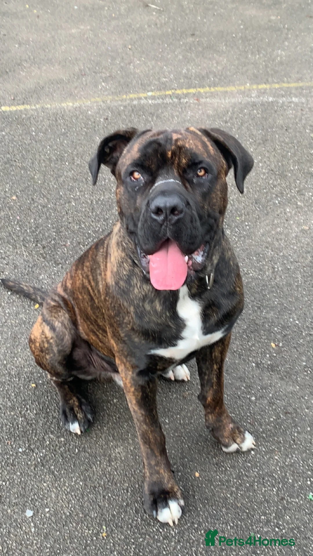 Cane Corso dogs for sale: Cane corso - Advert 1