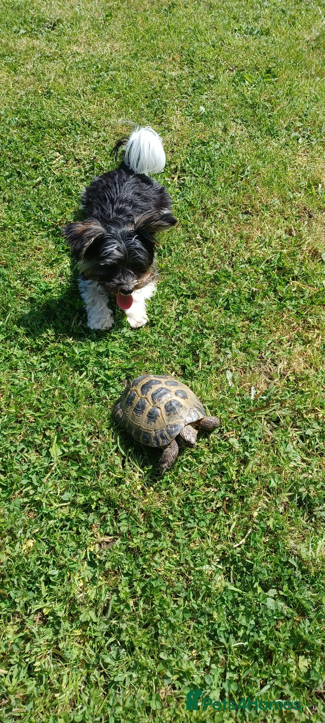 Yorkshire Terrier dogs for stud: Purebred BiewerTerrier/ColourfulYorkie Proven Stud in Merthyr Tydfil - Advert 15