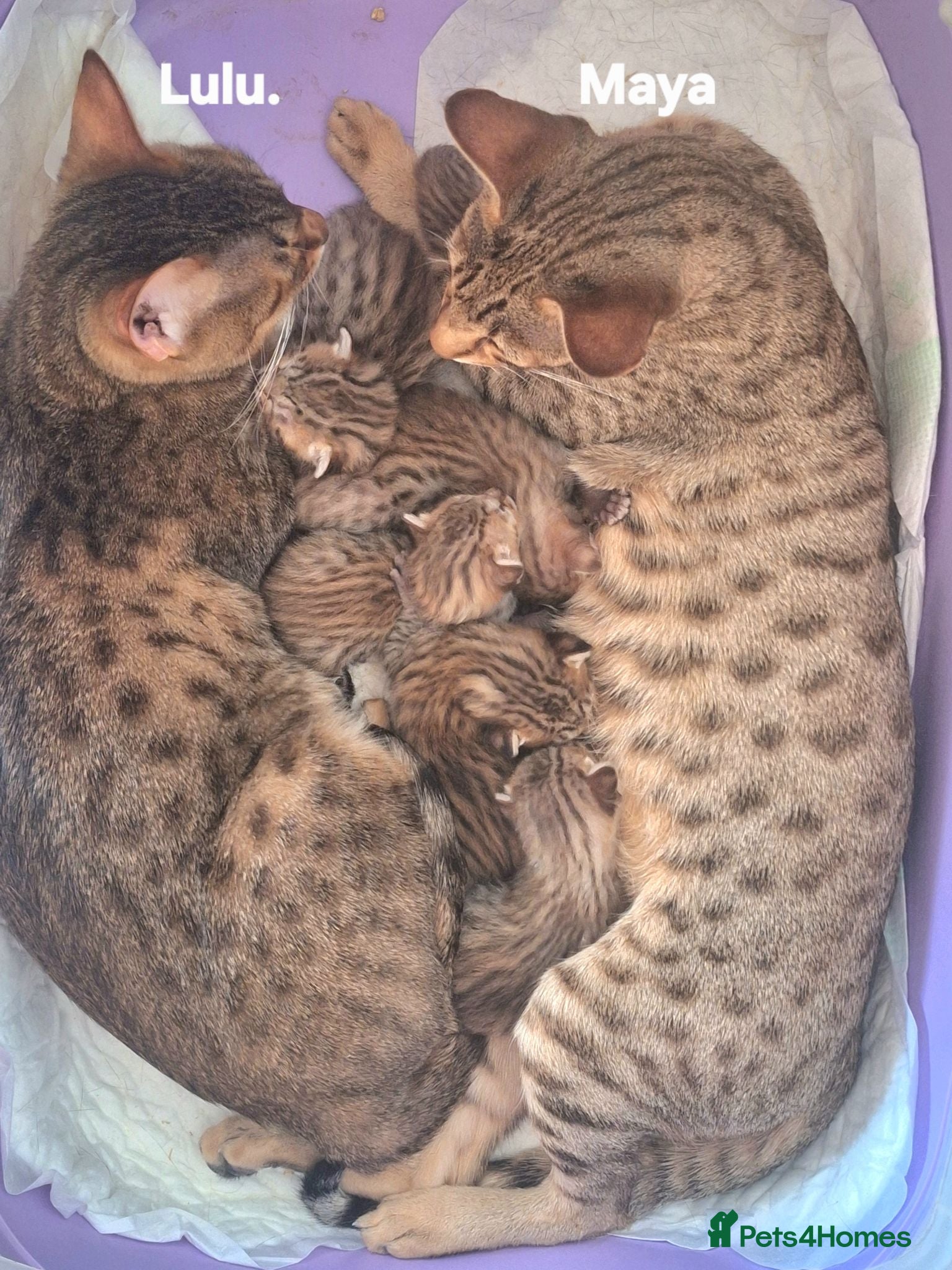 Savannah cats TICA SBTF7 Silver girl Europa very freindly - Advert 1