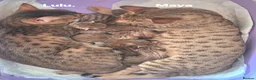 Savannah cats for sale: TICA SBTF7 Silver girl Europa very freindly - Advert 1