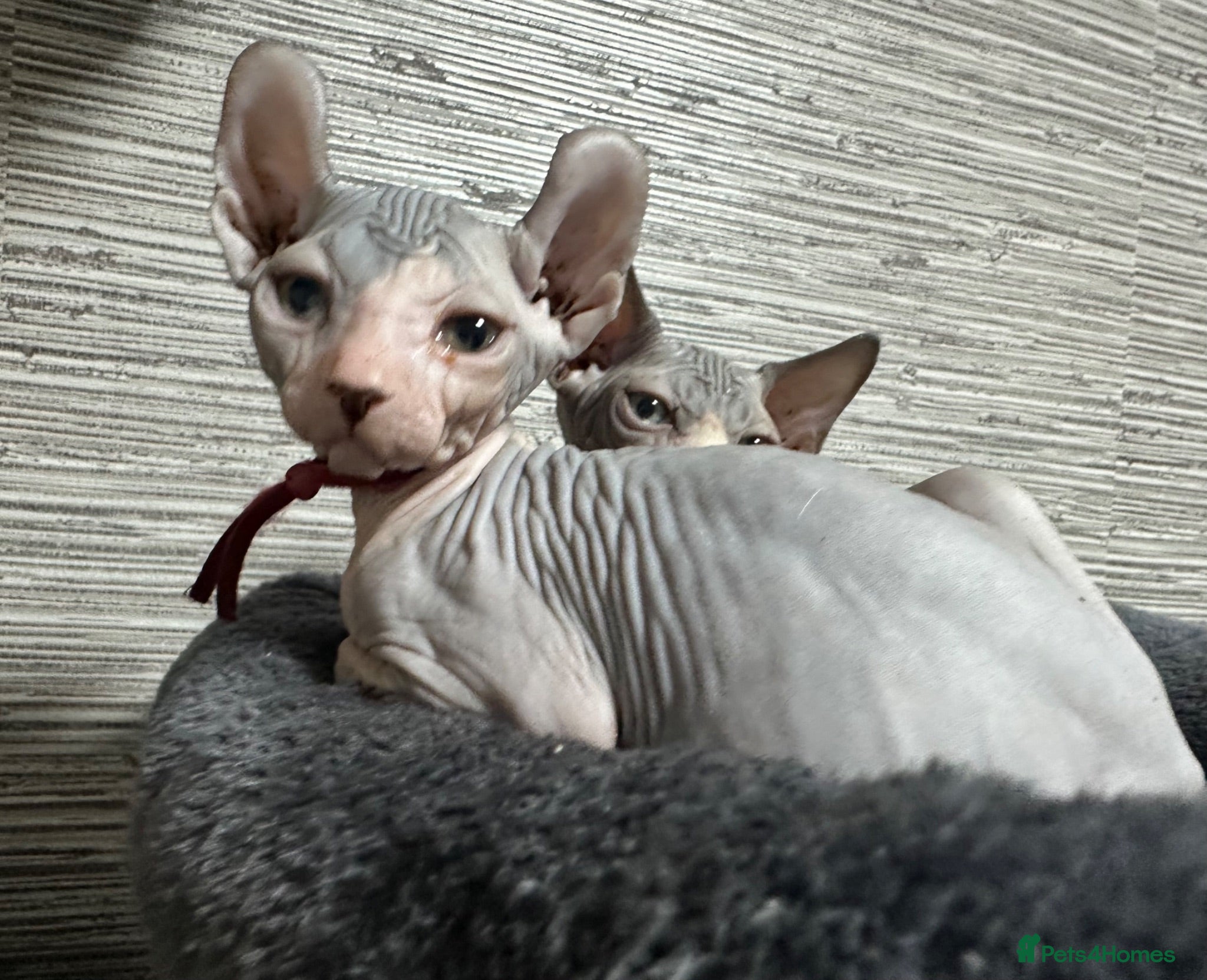 Sphynx cats Heavily reduced! Last 2 boys available  - Advert 11