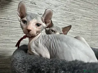 Sphynx cats Heavily reduced! Last 2 boys available - Advert 11