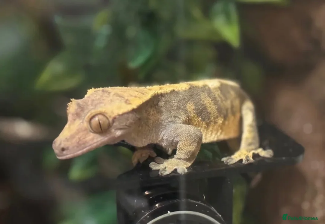 Mixed Breed rabbits for sale: Crested Geckos - Advert 1