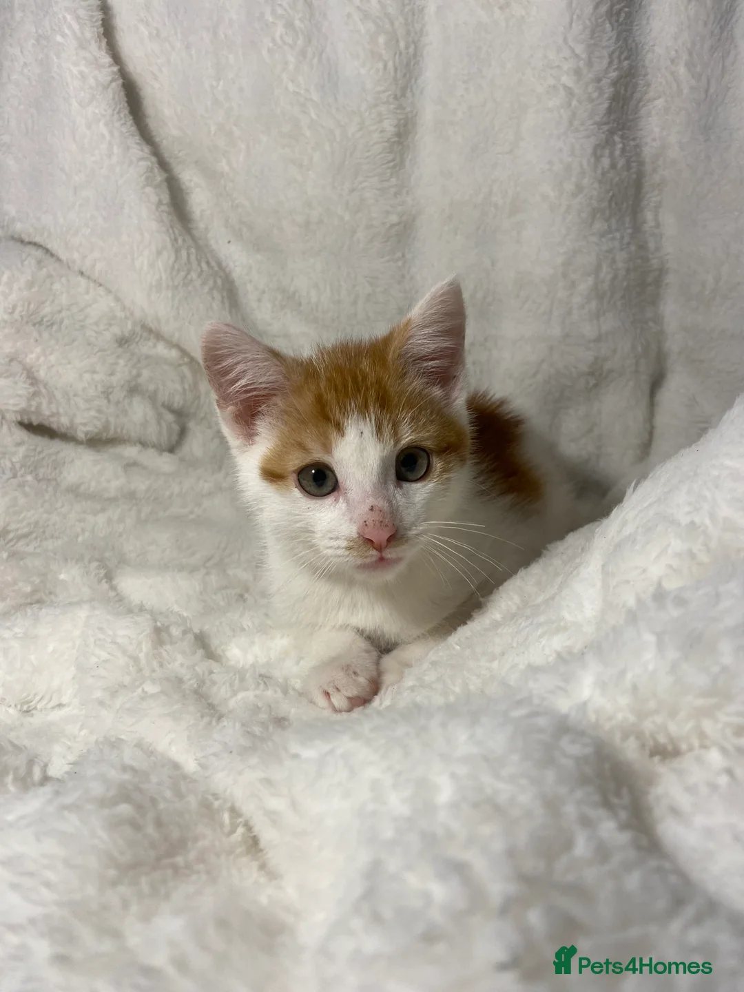 Mixed Breed cats for sale: Cute ginger kitten awaiting for it’s forever home  - Advert 1