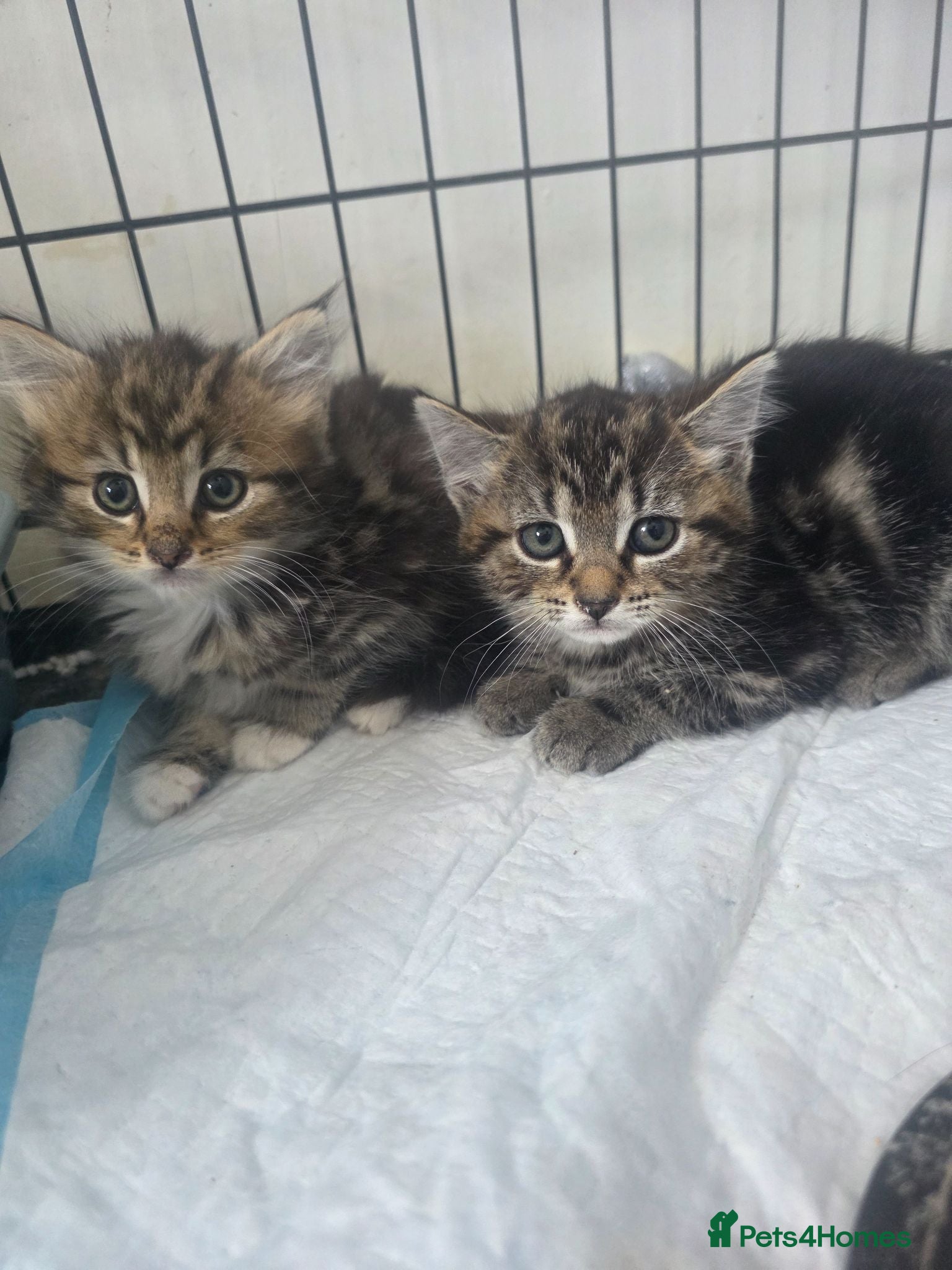 Mixed Breed cats Kittens  - Advert 12