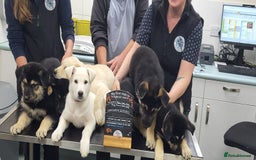 German Shepherd dogs for sale: Male gsd white  - Image 3