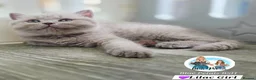 British Shorthair cats for sale: 5 Beautiful British short hair kittens available  - Advert 17