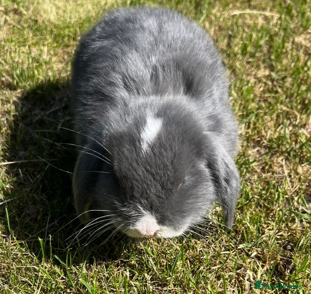 Mini Lop rabbits Beautiful Mini Lops - Advert 1