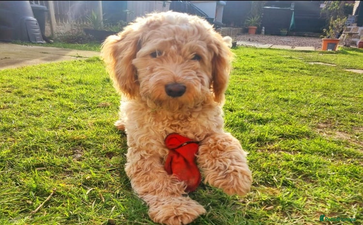 Cockapoo dogs - Advert 15