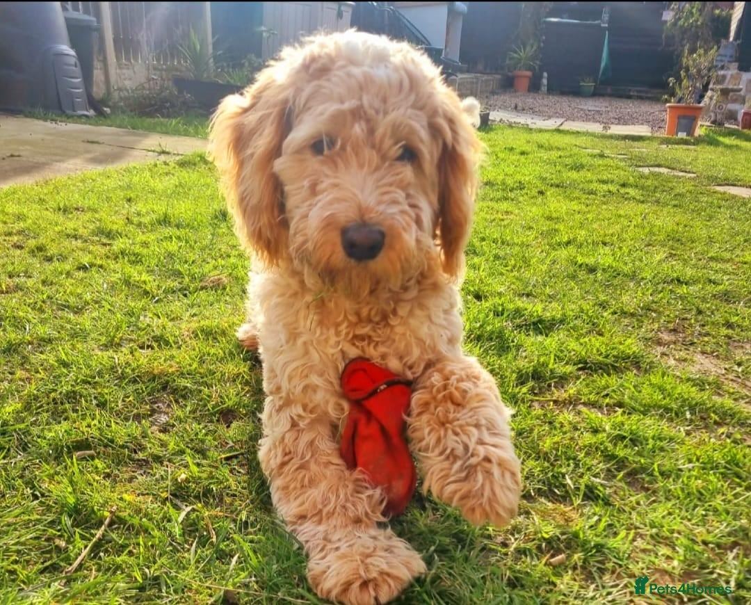 Cockapoo dogs for sale: F1 Cockerpoo 1 year old - Male - Image 1