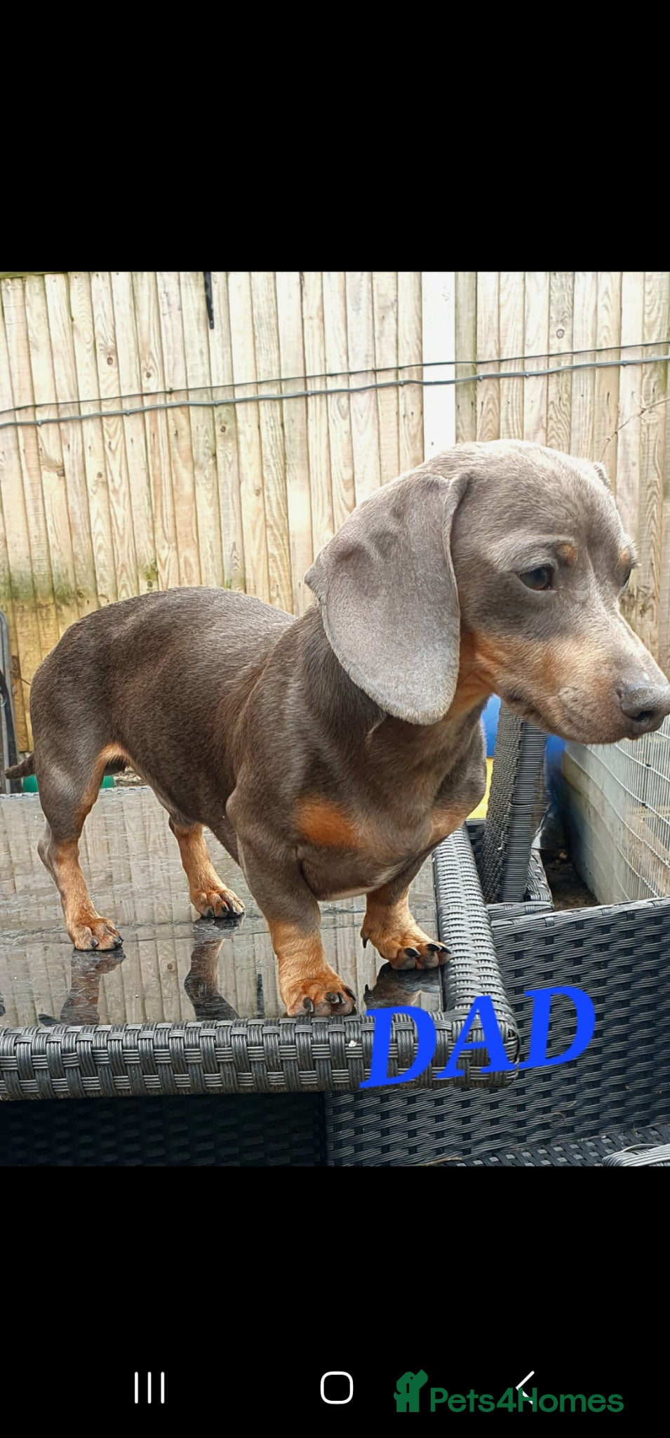 Miniature Dachshund dogs PRA CLEAR KC REGISTERED MIN DACHSHUND GIRL - Advert 2