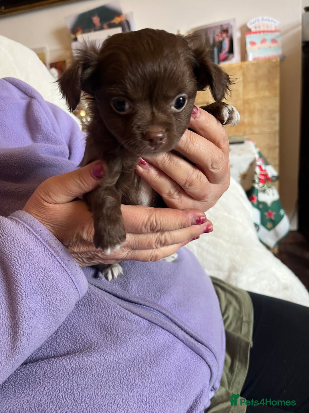 Chihuahua dogs for sale: Rare chocolate chihuahua puppies - Image 39