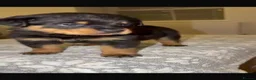 Rottweiler dogs for sale: STUNNING ROTTWEILER PUPS AVAILABLE  in Leicester - Advert 4