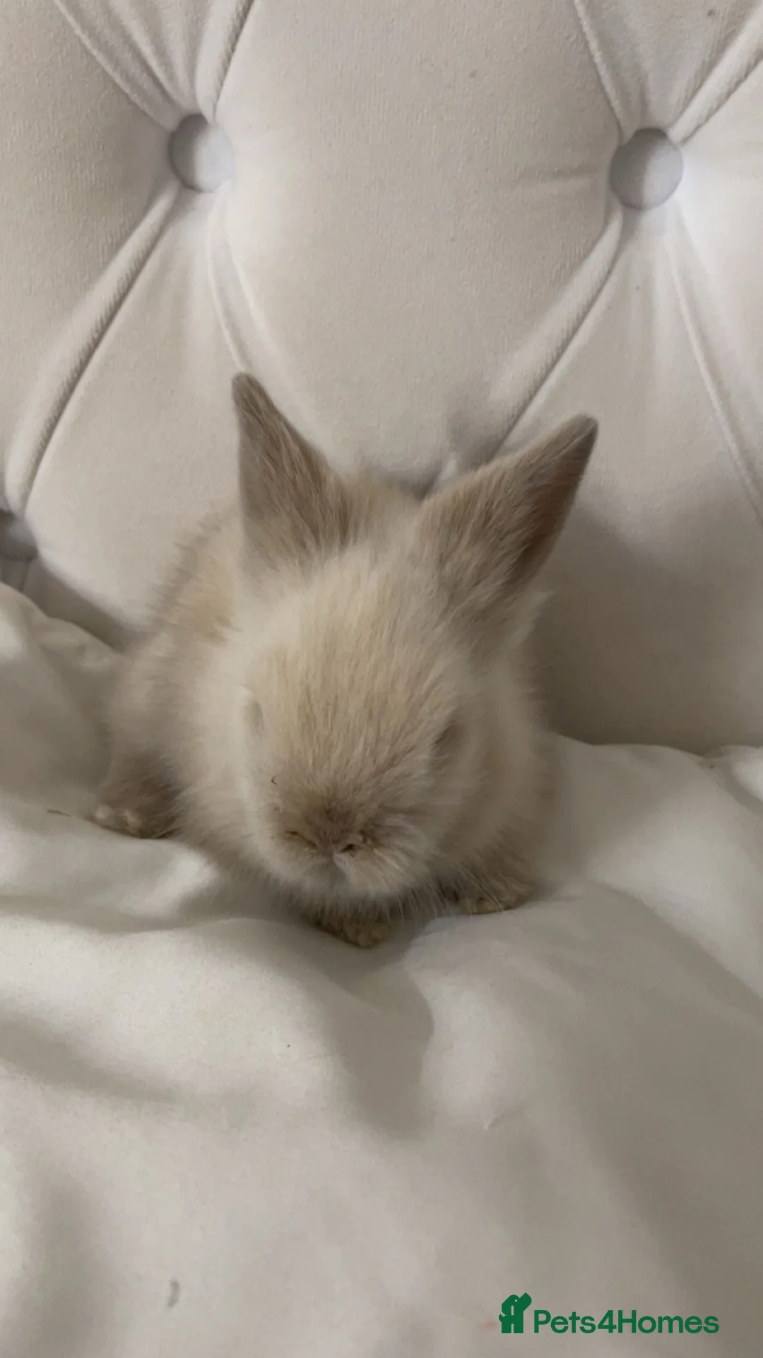 Mixed Breed rabbits for sale: 🐰✨lionhead x mini lop baby buns✨🐰 - Advert 2