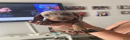 Miniature Dachshund dogs for sale: Ryan Goddard  in Llanelli - Advert 8